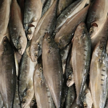 Fish at Kampot market, Cambodia